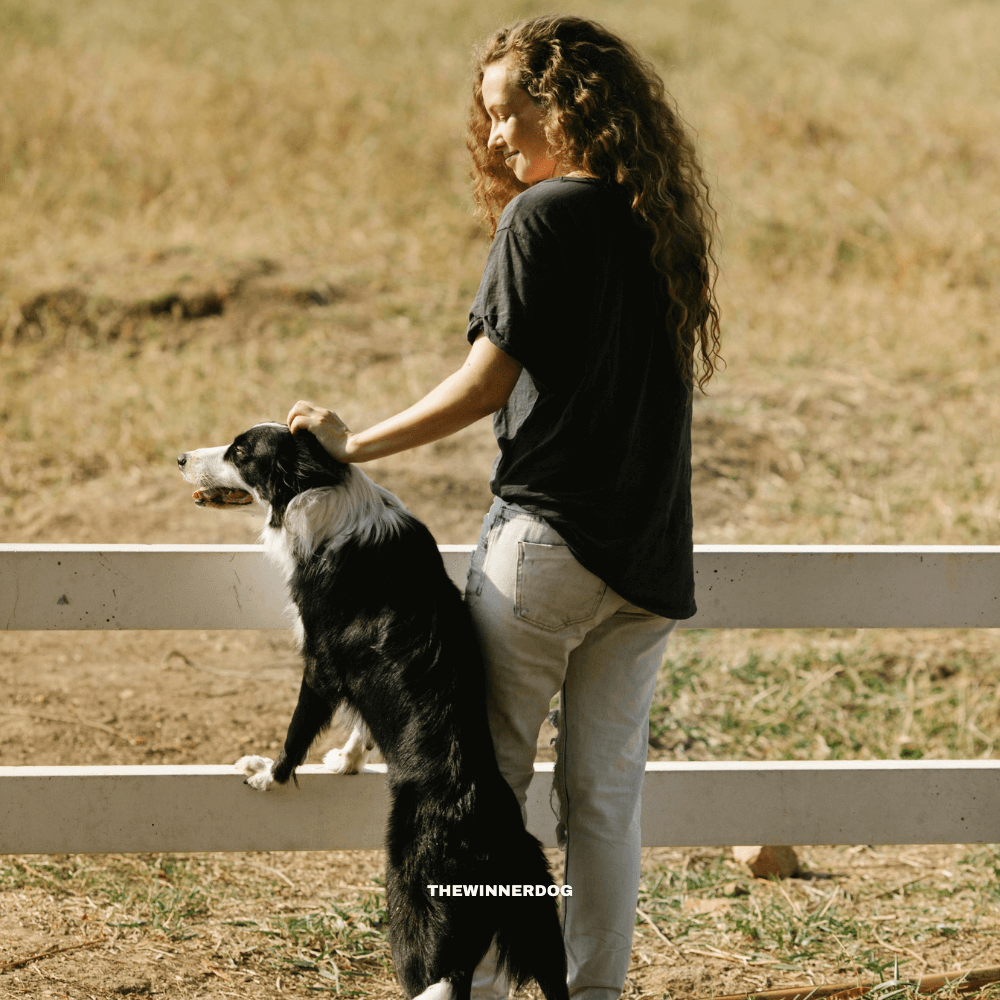 Training Your Dog to Use a Wireless Dog Fence: Step-by-Step Guide