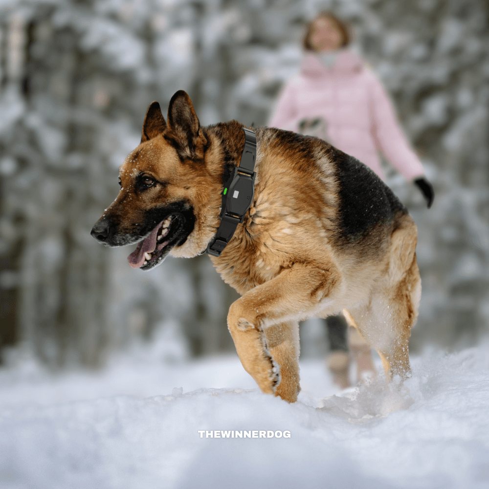 Looking for the best wireless dog fence for your property?