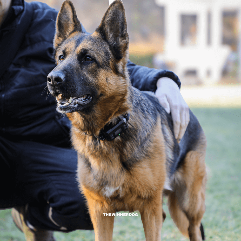 Do GPS Dog Fences Really Work? How to Choose the Most Accurate GPS Dog Fence