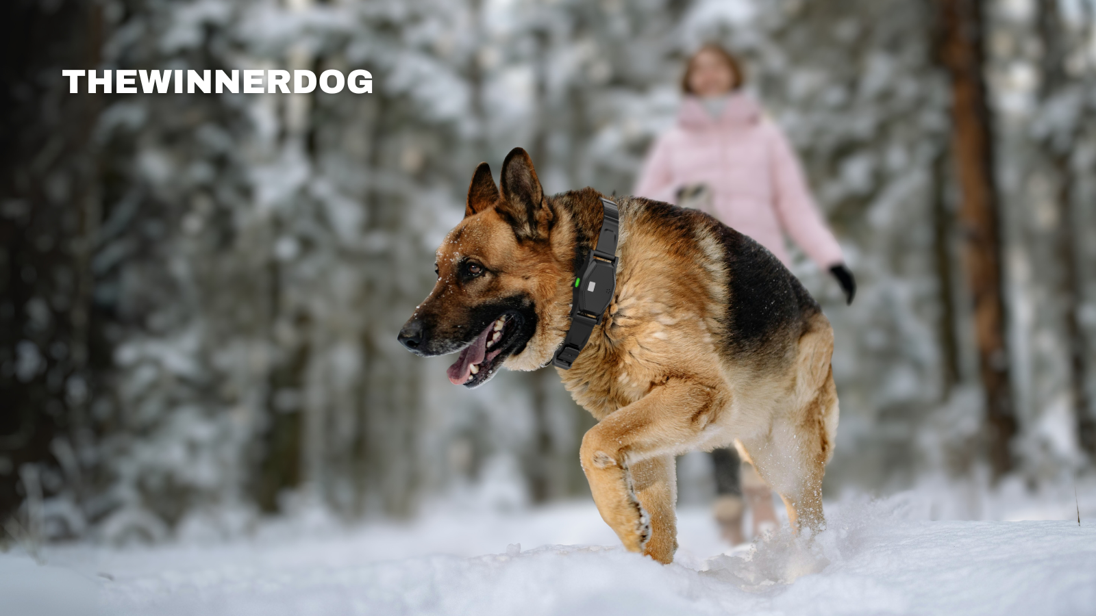 Looking for the best wireless dog fence for your property?