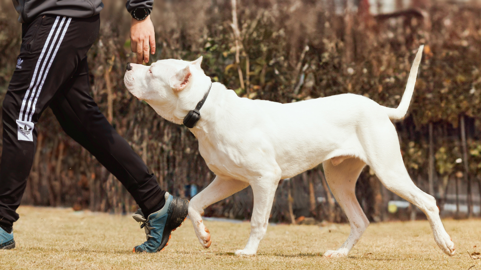  GPS Dog Fences