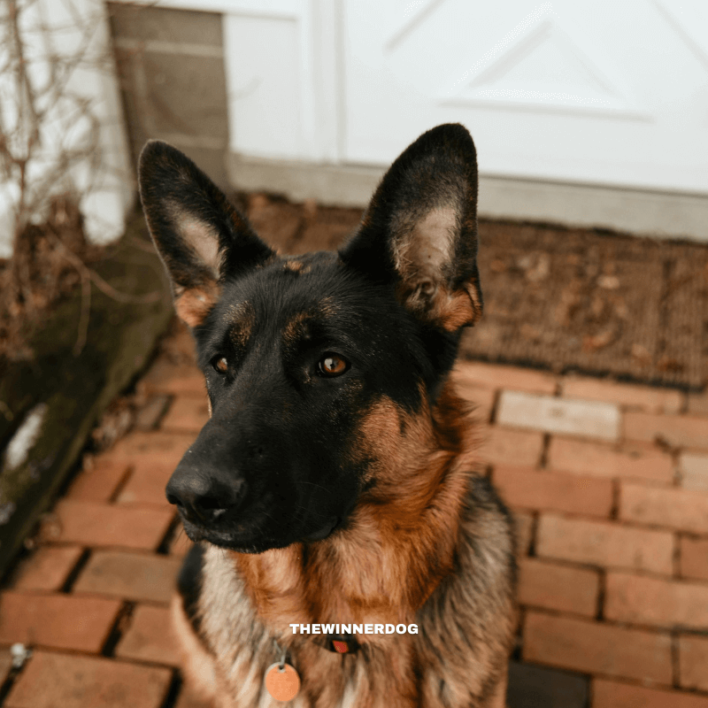 Can Dogs Become Afraid to Go Outside After Being Shocked?