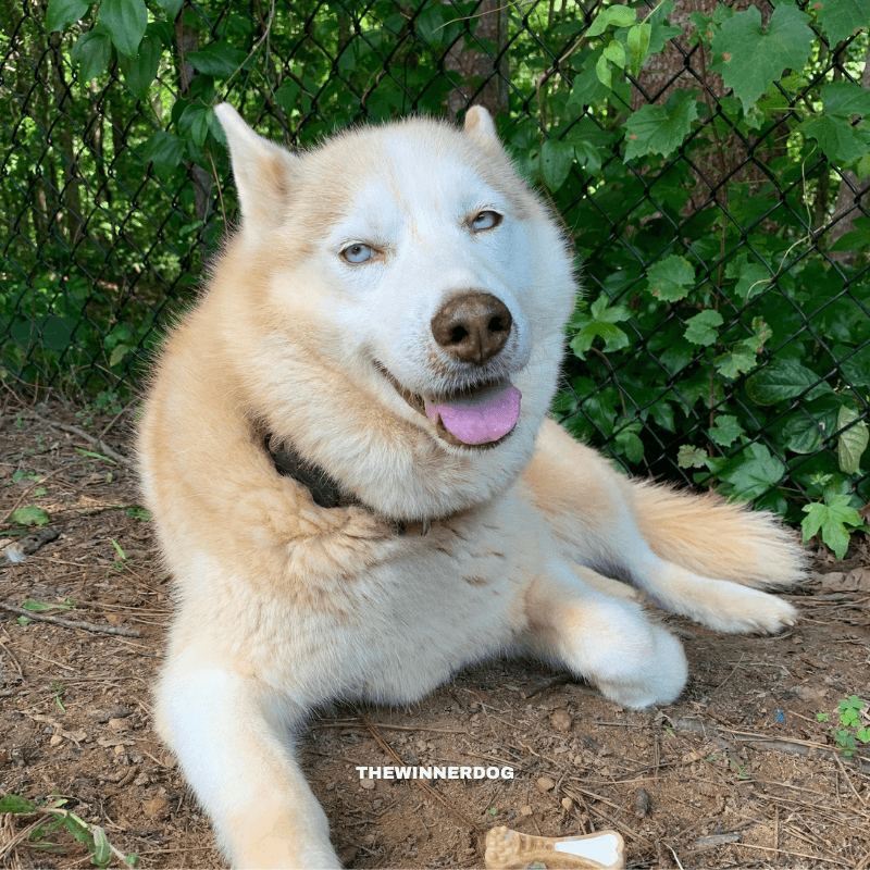 Wireless dog fence