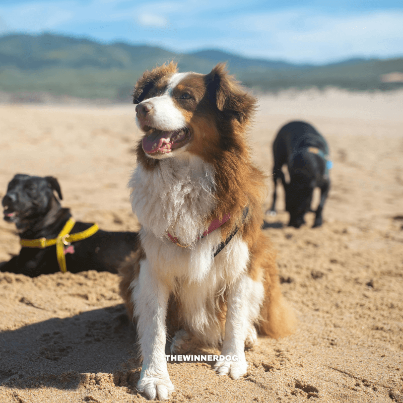 Wireless dog fence