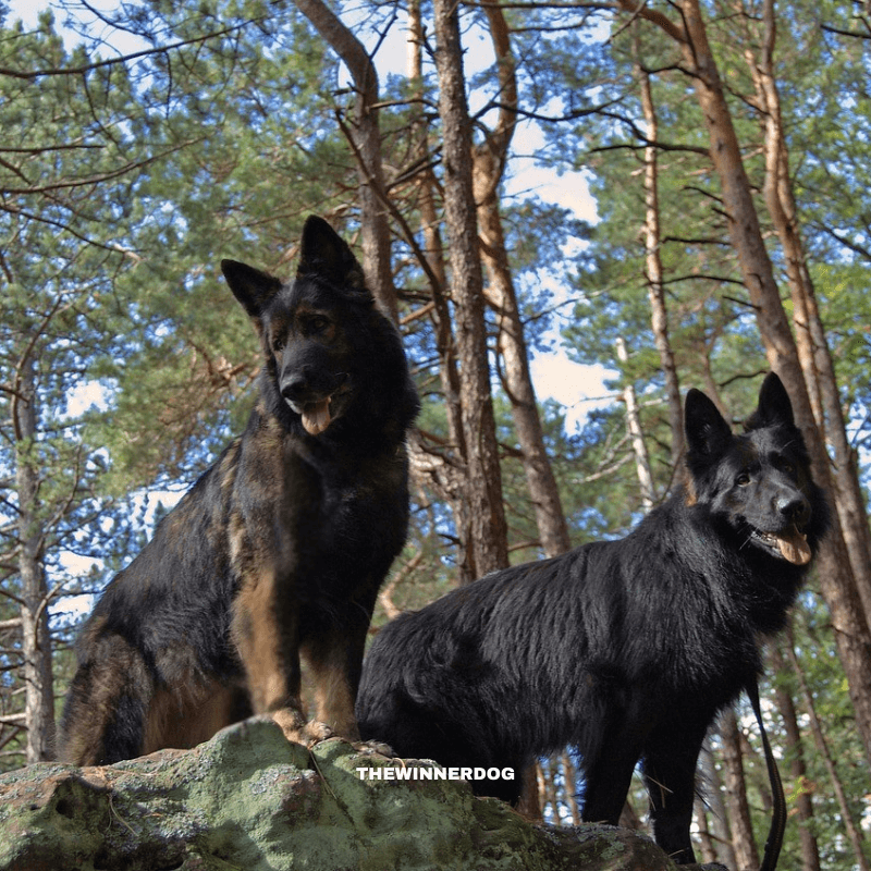 TheWinnerdog wireless dog fence