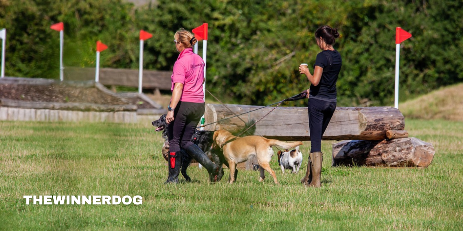Dog Training