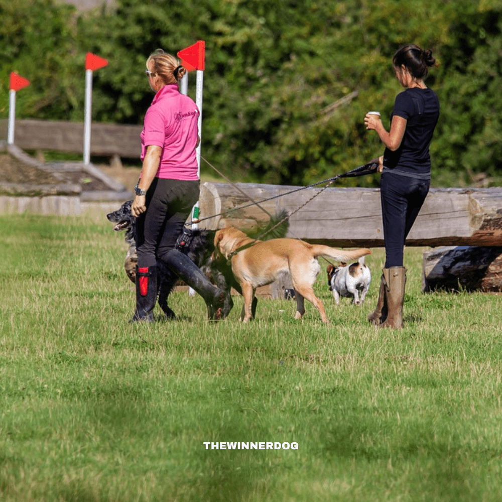 THEWINNERDOG Overview: Your Trusted Resource for Safe, Gentle Dog Training