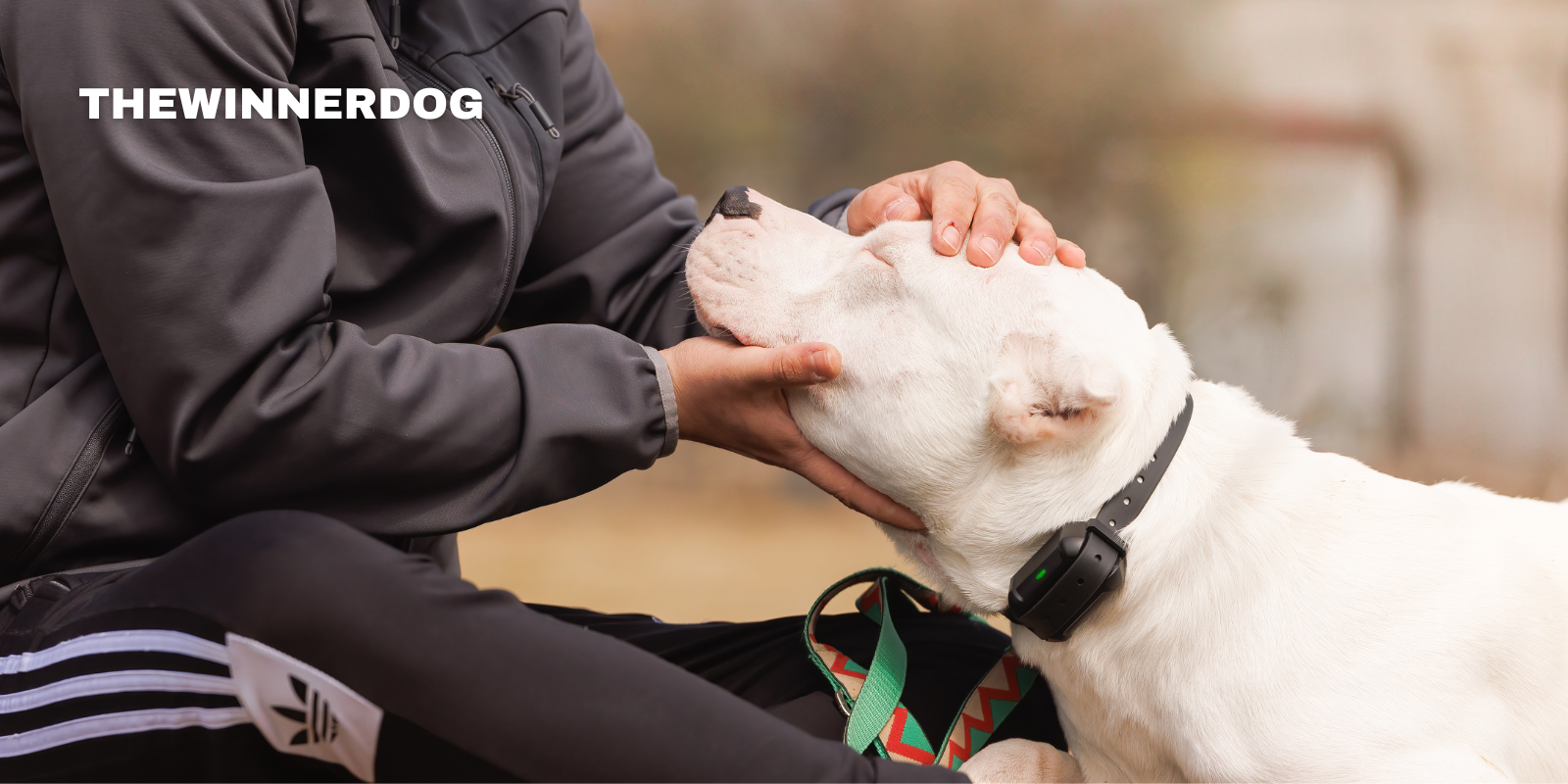 How to Choose a Wireless Dog Fence — A Quiz-Style Professional Guide