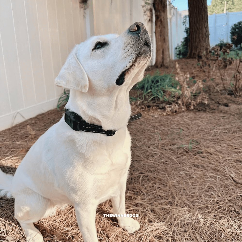wireless dog fence