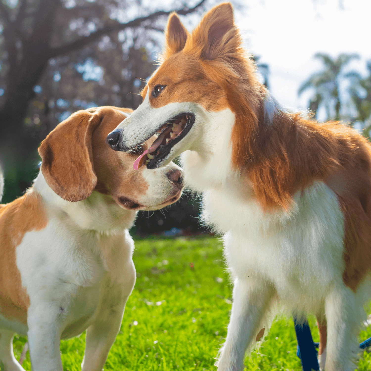 Two dogs interacting on a grassy field with trees in the background