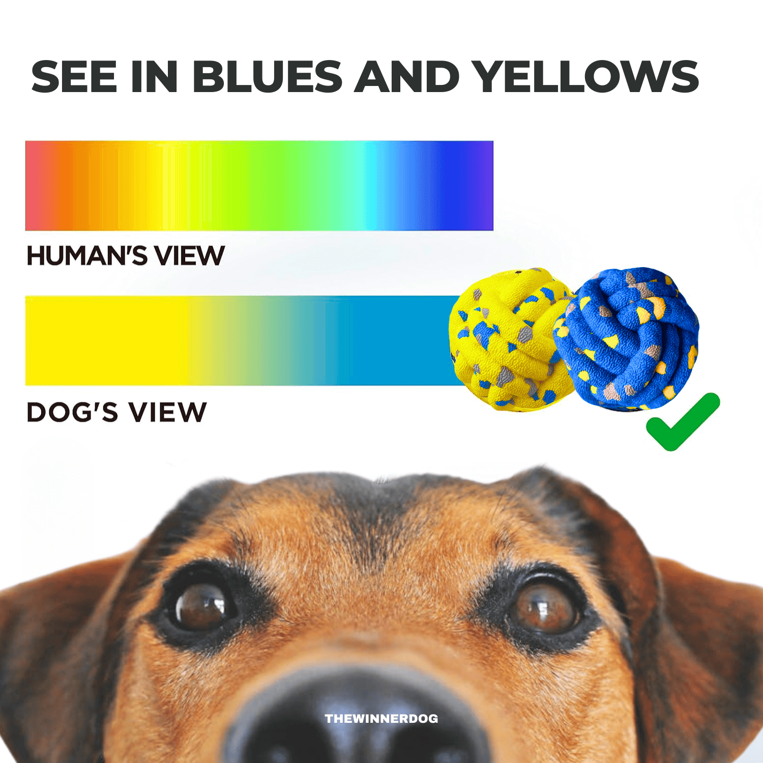 Dog's view of a color wheel showing blue and yellow objects